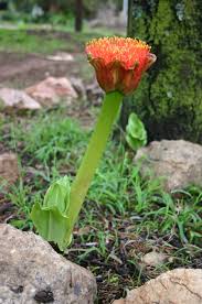Image result for Scadoxus