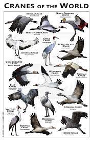 Cranes Of The World Poster Field Guide In 2021 Wildlife Artists Zoo Photos Animal Illustration