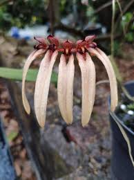 Image result for Bulbophyllum longiflorum