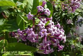Image result for Cestrum × cultum