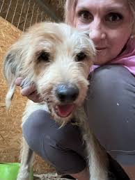 💖💙AVAILABLE FOR ADOPTION 🏡 💙💖 🙏If you can't adopt... share..🙏🙏 ⭐  Please help by sharing our posts, nearly all our adoptions come through  social media networking and sharing. Thank you ❣️ Hello