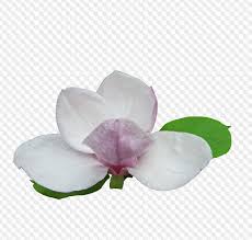 23 Png Magnolia On Transparent Background Pngkit selects 112 hd magnolia png images for free download. 23 png magnolia on transparent background