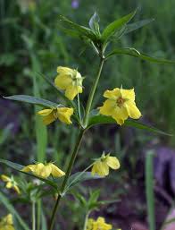 Image result for Lysimachia brevipes