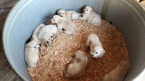 Search for puppies near you by breed, size and more! Puppies Under 100 Near Me Off 53 Www Usushimd Com