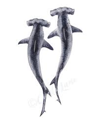 Hammerhead Sharks Watercolor Digital Download Print Etsy Shark Painting Hammerhead Shark Tattoo Shark Art