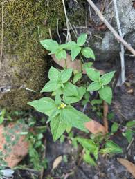 Image result for Galinsoga parviflora