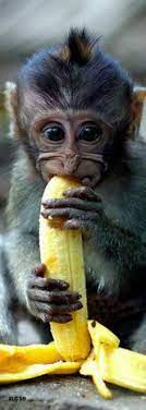 Baby Monkey Eating A Banana Cute Baby Animals Animals Beautiful Cute Baby Monkey