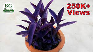 The plant's small pink flower bloom consistently through summer, but they are only open. Purple Heart Plant Grow And Take Care Banani S Garden Youtube