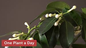 Image result for Marsdenia dregea