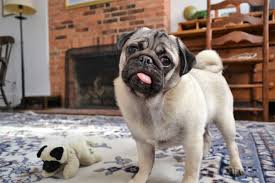 Since puppy mills often sell pugs to the local pet stores in houston, you may want to be careful. What Are The Outcomes Of Neutering My Pug Puppy