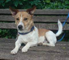 The jack russel dog, facts about the jack russel dog. Jack Russell Corgi Mix Malte Rude Zuhause Gefunden Tierschutzverein Halberstadt E V Happy Ends Archiv Von Zergportal De