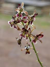 Image result for Oeceoclades saundersiana