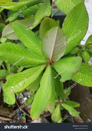 Image result for Euphorbia grantii