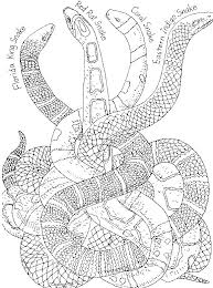 Printable adult coloring pages dragon related posts: Realistic Dragon Coloring Pages Printable Novocom Top