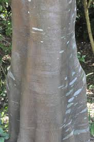 Image result for Apodytes dimidiata