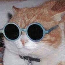 top 10 cats in the world hayvan mizahi komik hayvan komik hayvan fotograflari