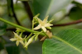 Image result for Cryptolepis apiculata