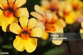 Image result for Nemesia fruticans