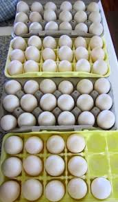 Young children, the elderly, and anyone with a compromised immune system should also eat pasteurized eggs. What To Do With Extra Eggs The Self Sufficient Homeacre