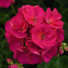 Pin On Mg Annuals 2019