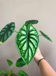 Plants Garden Pottedplant Indoorplants Green Alocasia Plant Cool Plants Pretty Plants