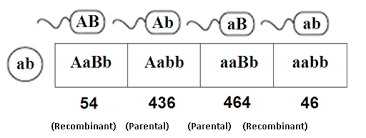 Recombination frequency is a number that describes the proportion of recombinant offspring produced in a genetic cross between two organisms. Genetics Recombinant Frequencies Cov Pathwayz
