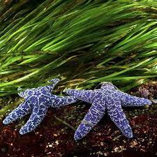 discover ocean on instagram photo by thomaspeschak two ochre sea stars pisaster ochraceus holding hands photograph from a sualti resimler deniz yildizi