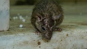 Penyakit bawaan makanan dan air penyakit jenis ini berlaku apabila terdapat. Di Tengah Wabah Corona Hantavirus Dari Tikus Tewaskan Pria Di China Kumparan Com