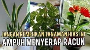 Juni 21, 2019 oleh tanaman hias. 7 Tanaman Hias Yang Ampuh Menyerap Racun Di Rumah Anda Youtube