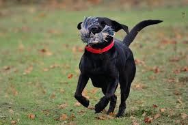 More news for what to do with a dead animal » What To Do If Your Dog Eats A Dead Animal Funnyanimals Animal Animals Dogs Your Dog