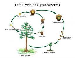 Recreate a sound, image, idea, mood, atmosphere, etc.; How Do Non Flowering Plants Reproduce Lovetoknow Gymnosperm Planting Flowers Planting For Kids