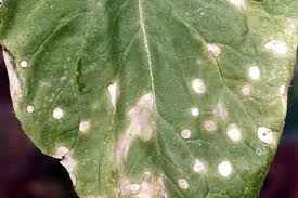 If you see webbing on the leaves, between the leaf joints, or tiny bugs on the leaves then it's probably spider mites. How To Control White Leaf Spots On Cole Crops Gardener S Path