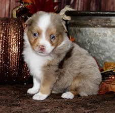 Review how much miniature australian shepherd puppies for sale sell for below. Available Mini Or Toy Australian Puppies Color Country Aussies