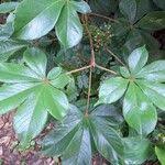 Image result for Vitex ferruginea