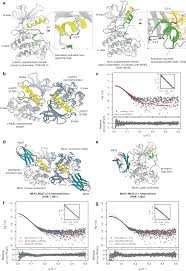 Phosphorylation-dependent pseudokinase domain dimerization drives  full-length MLKL oligomerization | Nature Communications