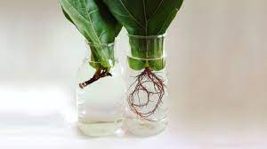 3 Easy Ways To Propagate Houseplants Mulhall S