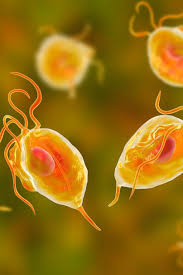 The Truth About Stds And Animals In The Wild