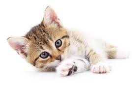 Davinder sandhu and our staff have excelled in compassionate veterinary care in the modesto area. Yosemite Veterinary Hospital Veterinarian In Modesto Ca