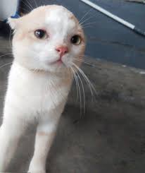 Widad Khan (@widad54)