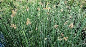 Image result for Schoenoplectus scirpoides