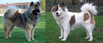 Northlakes natalie whiles carlisle cumbria. Eurasier Vs Elo Breed Comparison Mydogbreeds