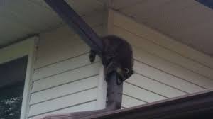 Seeing an animal we believe to be nocturnal during the day can throw us for a loop. Raccoon Removal Basics Knowing Daytime Behaviour Of Raccoon