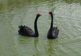 Jabatan perkhidmatan veterinar negeri sembilan official. Vfztl8dtxpsbrm