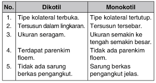 Maybe you would like to learn more about one of these? Jelaskan Perbedaan Berkas Pengangkut Pada Batang Dikotil Dan Monokotil Mas Dayat