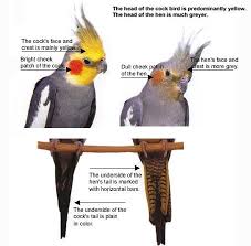 How To Tell If A Cockatiel Is A Male Or Female Cockatiel Pet Birds Cockatiel Care