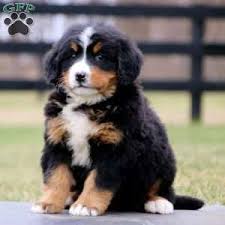 The bernese mountain dog (german: Bernese Mountain Dog Puppies For Sale Greenfield Puppies Greenfield Puppies Bernese Mountain Dog Puppy Mountain Dogs