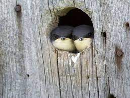 Pin By Madhu Ali On Bird Bird Pet Birds Beautiful Birds