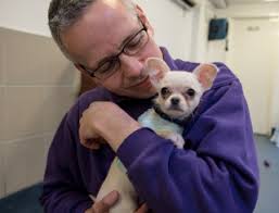 Un chiot Chihuahua a été retrouvé abandonné dans un parc, grelottant dans  une serviette