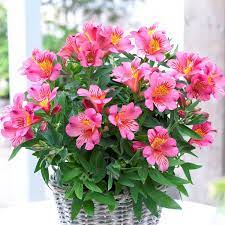 Pin On Waterwise Plants