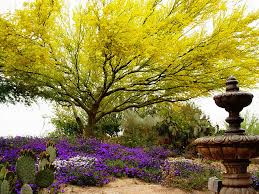 A stunning specimen during the day, it can also turn heads at night when spotlights are installed to highlight the green trunks and beautiful form of this tree. Don T Blame The Palo Verde For Your Bad Allergies Spadefoot Nursery